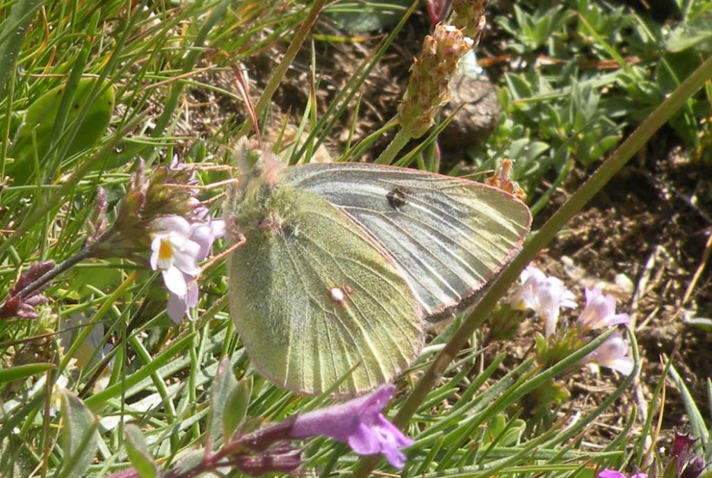 Colias palaeno?